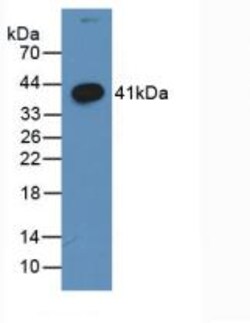 Invitrogen WNT3A Monoclonal Antibody (C2) 200 &mu;L; Unconjugated:Antibodies,