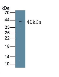 Invitrogen WNT5A Monoclonal Antibody (C3):Antibodies:Primary Antibodies