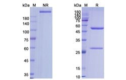 Invitrogen Alemtuzumab Humanized Recombinant Human Monoclonal Antibody
