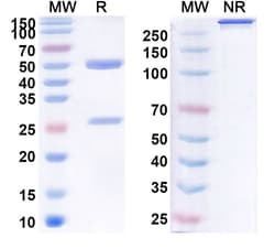 Invitrogen&trade;&nbsp;Ruplizumab Humanized Recombinant Human Monoclonal Antibody