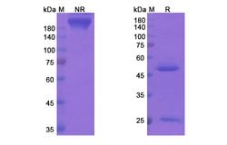 Invitrogen Apolizumab Humanized Recombinant Human Monoclonal Antibody 100
