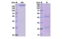 Invitrogen Daclizumab Humanized Recombinant Human Monoclonal Antibody 100