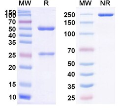 Invitrogen Eculizumab Humanized Recombinant Human Monoclonal Antibody 100 &mu;g | Buy Online | Invitrogen&trade; | Fisher Scientific