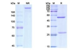 Invitrogen Gemtuzumab Humanized Recombinant Human Monoclonal Antibody 100