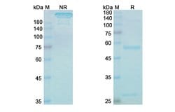 Invitrogen Lintuzumab Humanized Recombinant Human Monoclonal Antibody 100