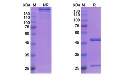 Invitrogen Siplizumab Humanized Recombinant Human Monoclonal Antibody 100