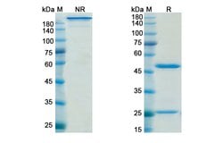 Invitrogen Nimotuzumab Humanized Recombinant Human Monoclonal Antibody