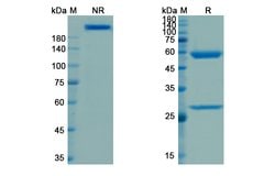 Invitrogen&trade;&nbsp;Visilizumab Humanized Recombinant Human Monoclonal Antibody