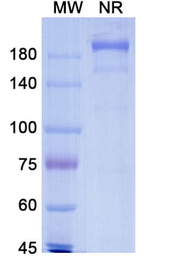 Invitrogen Blinatumomab Recombinant Mouse Monoclonal Antibody 100 &mu;g;