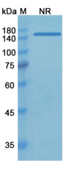 Invitrogen Tadocizumab Humanized Recombinant Human Monoclonal Antibody