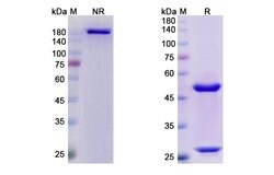 Invitrogen Abagovomab Recombinant Mouse Monoclonal Antibody 100 &mu;g;