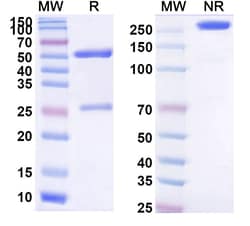 Invitrogen Gavilimomab Recombinant Mouse Monoclonal Antibody 100 &mu;g;