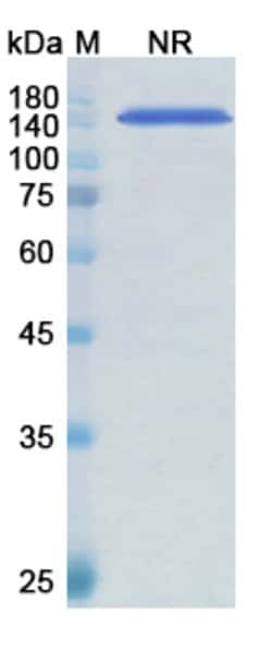 Invitrogen Arcitumomab Recombinant Mouse Monoclonal Antibody 100 &mu;g | Buy Online | Invitrogen&trade; | Fisher Scientific