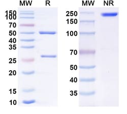 Invitrogen Imciromab Recombinant Mouse Monoclonal Antibody 100 &mu;g | Buy Online | Invitrogen&trade; | Fisher Scientific