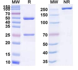 Invitrogen Odulimomab Recombinant Mouse Monoclonal Antibody 100 &mu;g;