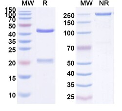 Invitrogen CC49 Recombinant Human Monoclonal Antibody 100 &mu;g; Unconjugated:Antikroppar
