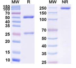 Invitrogen Sulesomab Recombinant Mouse Monoclonal Antibody 100 &mu;g | Buy Online | Invitrogen&trade; | Fisher Scientific