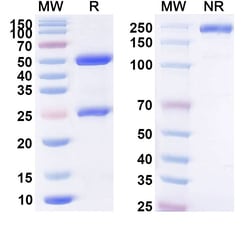 Invitrogen cBR96 Humanized Recombinant Human Monoclonal Antibody 100 &mu;g | Buy Online | Invitrogen&trade; | Fisher Scientific