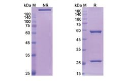 Invitrogen Lumiliximab Chimeric Recombinant Human Monoclonal Antibody 100