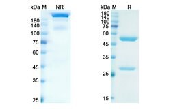 Invitrogen Adalimumab Recombinant Human Monoclonal Antibody 100 &mu;g;