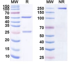 Invitrogen Al-901 Recombinant Human Monoclonal Antibody 100 &mu;g; Unconjugated:Antistoffer