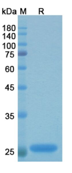 Invitrogen Efungumab Recombinant Human Monoclonal Antibody 100 &mu;g; Unconjugated:Antibodies,