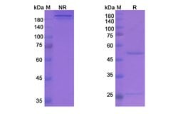 Invitrogen Stamulumab Recombinant Human Monoclonal Antibody 100 &mu;g;