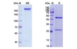 Invitrogen Panitumumab Recombinant Human Monoclonal Antibody 100 &mu;g;