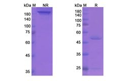 Invitrogen Regavirumab Recombinant Human Monoclonal Antibody 100 &mu;g;