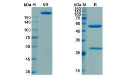 Invitrogen Camidanlumab Recombinant Human Monoclonal Antibody 100 &mu;g;