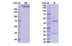 Invitrogen Tanezumab Humanized Recombinant Human Monoclonal Antibody 100