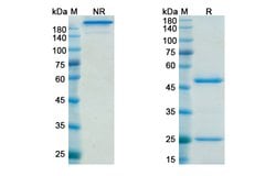 Invitrogen Dacetuzumab Humanized Recombinant Human Monoclonal Antibody