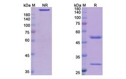Invitrogen Canakinumab Recombinant Human Monoclonal Antibody 100 &mu;g;