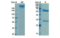 Invitrogen Pagibaximab Chimeric Recombinant Human Monoclonal Antibody 100