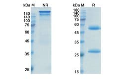 Invitrogen Inotuzumab Humanized Recombinant Human Monoclonal Antibody 100