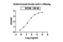 Invitrogen Exbivirumab Recombinant Human Monoclonal Antibody 100 &mu;g;