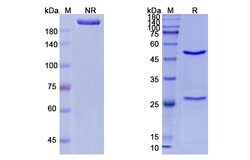 Invitrogen Urtoxazumab Humanized Recombinant Human Monoclonal Antibody