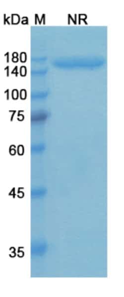 Invitrogen Talquetamab Humanized Recombinant Human Monoclonal Antibody