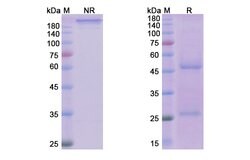 Invitrogen Reslizumab Humanized Recombinant Human Monoclonal Antibody 100