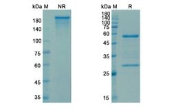 Invitrogen Sibrotuzumab Humanized Recombinant Human Monoclonal Antibody