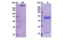 Pintumomab Recombinant Mouse Monoclonal Antibody, Invitrogen 100 &mu;g;
