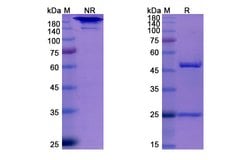 Invitrogen Elotuzumab Humanized Recombinant Human Monoclonal Antibody 100