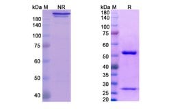 Invitrogen Farletuzumab Humanized Recombinant Human Monoclonal Antibody