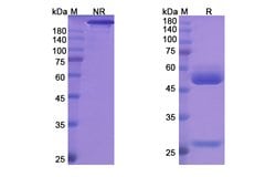 Invitrogen Maslimomab Recombinant Mouse Monoclonal Antibody 100 &mu;g;