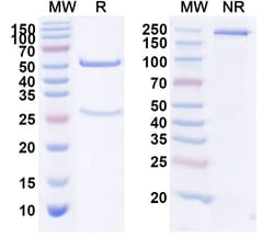 Invitrogen Telimomab Recombinant Mouse Monoclonal Antibody 100 &mu;g | Buy Online | Invitrogen&trade; | Fisher Scientific
