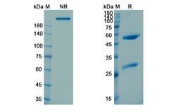 Invitrogen Intetumumab Recombinant Human Monoclonal Antibody 100 &mu;g;