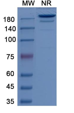 Invitrogen Girentuximab Chimeric Recombinant Human Monoclonal Antibody 100 &mu;g | Buy Online | Invitrogen&trade; | Fisher Scientific