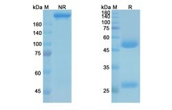 Invitrogen Suvizumab Humanized Recombinant Human Monoclonal Antibody 100