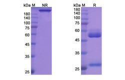 Invitrogen Benralizumab Humanized Recombinant Human Monoclonal Antibody