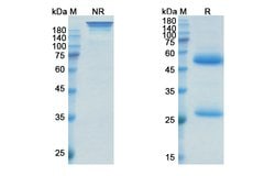 Invitrogen Oxelumab Recombinant Human Monoclonal Antibody 100 &mu;g; Unconjugated:Antibodies,